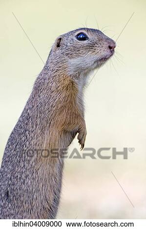 Stock Image - "European Ground Squirrel (Spermophilus citellus), Burgenland, Austria, Europe". Fotosearch