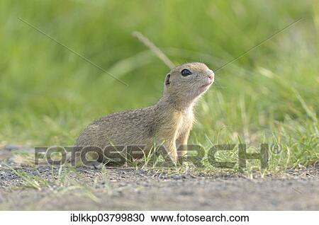 Stock Image - "European ground squirrel (Spermophilus citellus), Usti nad Labem Region, Czech Republic, Europe". Fotosearch