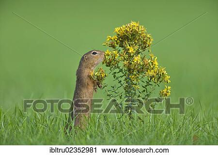 "European Ground Squirrel (Spermophilus citellus), Burgenland, Austria, Europe" View Large Photo Image Stock Image - "European Ground Squirrel (Spermophilus citellus), Burgenland, Austria, Europe". Fotosearch