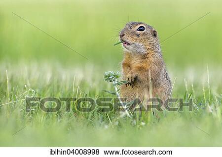 "European Ground Squirrel (Spermophilus citellus), foraging, feeding, Burgenland, Austria, Europe" View Large Photo Image Stock Photo - "European Ground Squirrel (Spermophilus citellus), foraging, feeding, Burgenland, Austria, Europe". Fotosearch