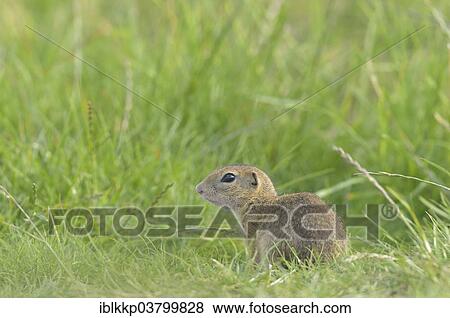 Stock Photo - "European ground squirrel (Spermophilus citellus) in a meadow, Usti nad Labem Region, Czech Republic, Europe". Fotosearch