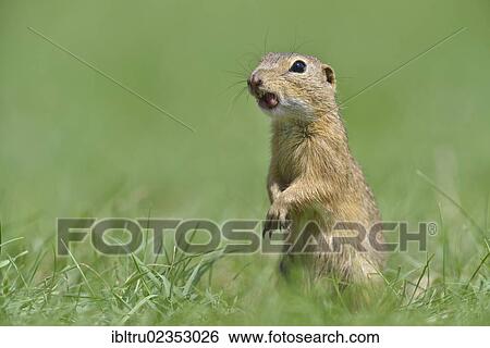 "European Ground Squirrel (Spermophilus citellus), Burgenland, Austria, Europe" View Large Photo Image Stock Photograph - "European Ground Squirrel (Spermophilus citellus), Burgenland, Austria, Europe". Fotosearch
