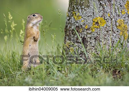 Stock Photography - "European Ground Squirrel (Spermophilus citellus) standing next to den, alert, Burgenland, Austria, Europe". Fotosearch