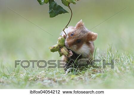 "European Hamster, also Eurasian Hamster (Cricetus cricetus), taking a hazelnut, winter stock, Austria, Europe" View Large Photo Image Stock Image - "European Hamster, also Eurasian Hamster (Cricetus cricetus), taking a hazelnut, winter stock, Austria, Europe". Fotosearch