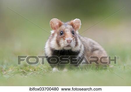 Stock Image - "European Hamster (Cricetus cricetus), young, Simmering, Vienna, Vienna State, Austria, Europe". Fotosearch