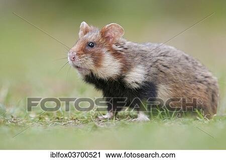 Stock Image - "European Hamster (Cricetus cricetus), young, Simmering, Vienna, Vienna State, Austria, Europe". Fotosearch