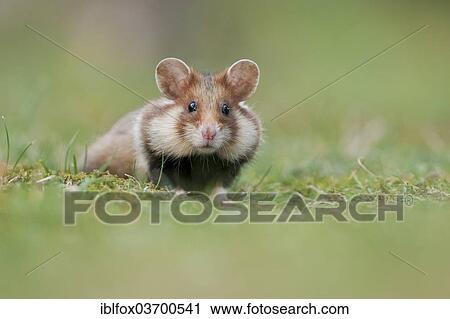 Stock Image - "European Hamster (Cricetus cricetus), young, Simmering, Vienna, Vienna State, Austria, Europe". Fotosearch