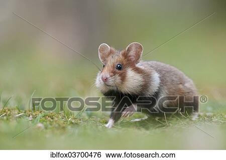 Stock Photograph - "European Hamster (Cricetus cricetus), young, Simmering, Vienna, Vienna State, Austria, Europe". Fotosearch