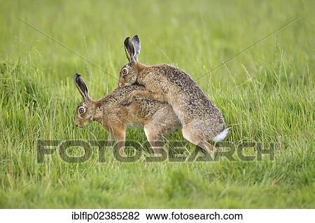 "European Hare (Lepus europaeus), adult pair, mating, in grass field, Suffolk, England, United Kingdom, Europe" View Large Photo Image Stock Image - "European Hare (Lepus europaeus), adult pair, mating, in grass field, Suffolk, England, United Kingdom, Europe". Fotosearch
