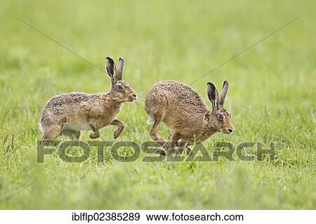 "European Hare (Lepus europaeus), adult pair, male chasing female, running in field, Suffolk, England, United Kingdom, Europe" View Large Photo Image Stock Photo - "European Hare (Lepus europaeus), adult pair, male chasing female, running in field, Suffolk, England, United Kingdom, Europe". Fotosearch