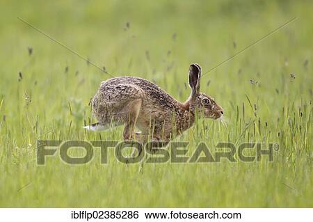 "European Hare (Lepus europaeus), adult male, running in grass field, Suffolk, England, United Kingdom, Europe" View Large Photo Image Stock Photograph - "European Hare (Lepus europaeus), adult male, running in grass field, Suffolk, England, United Kingdom, Europe". Fotosearch
