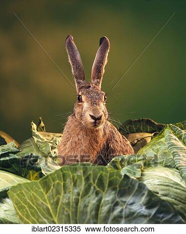 European Hare (Lepus europaeus) amidst cabbages View Large Photo Image Stock Photography - European Hare (Lepus europaeus) amidst cabbages. Fotosearch