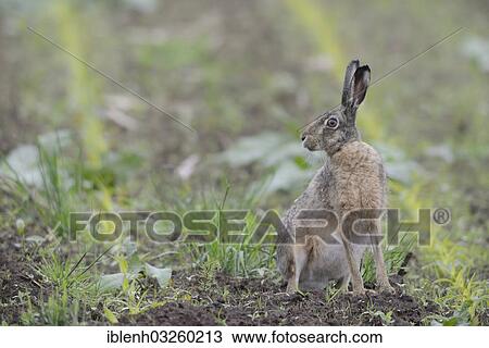 "European Hare (Lepus europaeus), near Haren, Emsland, Lower Saxony, Germany, Europe" View Large Photo Image Stock Image - "European Hare (Lepus europaeus), near Haren, Emsland, Lower Saxony, Germany, Europe". Fotosearch