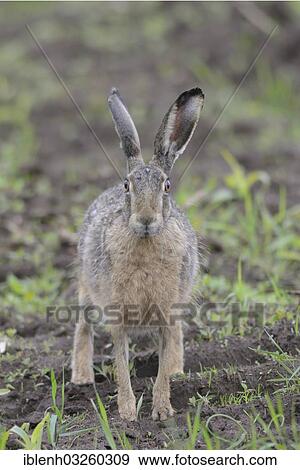"European Hare (Lepus europaeus), near Haren, Emsland, Lower Saxony, Germany, Europe" View Large Photo Image Stock Photo - "European Hare (Lepus europaeus), near Haren, Emsland, Lower Saxony, Germany, Europe". Fotosearch