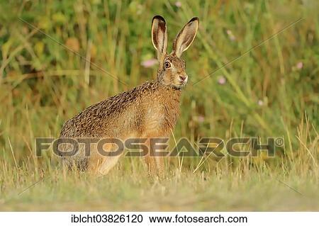 "European Hare (Lepus europaeus), North Rhine-Westphalia, Germany, Europe" View Large Photo Image Stock Image - "European Hare (Lepus europaeus), North Rhine-Westphalia, Germany, Europe". Fotosearch