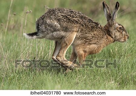 "European Hare (Lepus europaeus) on a meadow, Burgenland, Austria, Europe" View Large Photo Image Stock Image - "European Hare (Lepus europaeus) on a meadow, Burgenland, Austria, Europe". Fotosearch