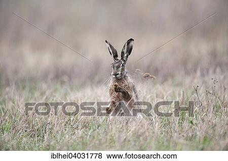 "European Hare (Lepus europaeus) on a meadow, Burgenland, Austria, Europe" View Large Photo Image Stock Photo - "European Hare (Lepus europaeus) on a meadow, Burgenland, Austria, Europe". Fotosearch