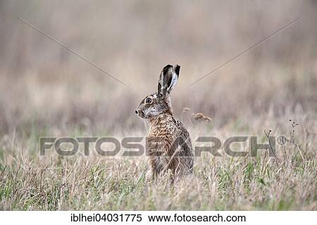 "European Hare (Lepus europaeus) on a meadow, Burgenland, Austria, Europe" View Large Photo Image Stock Photography - "European Hare (Lepus europaeus) on a meadow, Burgenland, Austria, Europe". Fotosearch