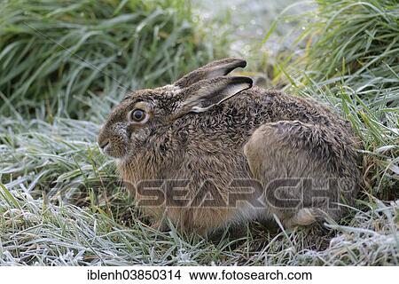 "European Hare (Lepus europaeus), Emsland region, Lower Saxony, Germany, Europe" View Large Photo Image Picture - "European Hare (Lepus europaeus), Emsland region, Lower Saxony, Germany, Europe". Fotosearch