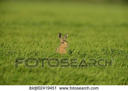 European Hare (Lepus europaeus), Norfolk, England, United Kingdom, Europe View Large Photo Image Stock Image - European Hare (Lepus europaeus), Norfolk, England, United Kingdom, Europe. Fotosearch