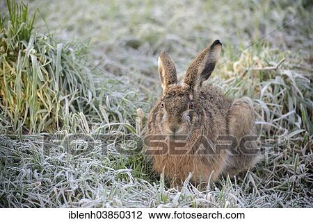"European Hare (Lepus europaeus), Emsland region, Lower Saxony, Germany, Europe" View Large Photo Image Stock Image - "European Hare (Lepus europaeus), Emsland region, Lower Saxony, Germany, Europe". Fotosearch