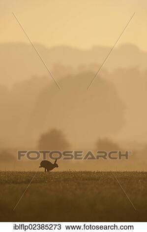 "European Hare (Lepus europaeus), adult, running in field habitat on misty morning, silhouetted at sunrise, Tamworth, Staffordshire, England, United Kingdom, Europe" View Large Photo Image Stock Image - "European Hare (Lepus europaeus), adult, running in field habitat on misty morning, silhouetted at sunrise, Tamworth, Staffordshire, England, United Kingdom, Europe". Fotosearch