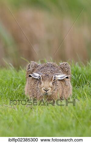 "European Hare (Lepus europaeus), adult, crouching in grass field, Suffolk, England, United Kingdom, Europe" View Large Photo Image Stock Image - "European Hare (Lepus europaeus), adult, crouching in grass field, Suffolk, England, United Kingdom, Europe". Fotosearch