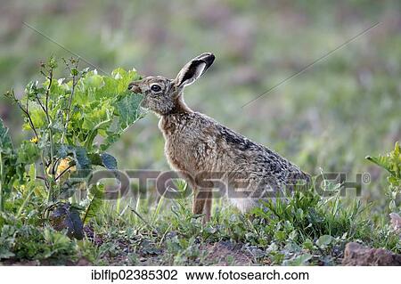 Stock Image - "European Hare (Lepus europaeus), adult, feeding on leaves in arable field, Warwickshire, England, United Kingdom, Europe". Fotosearch