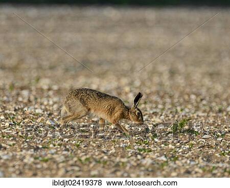 European Hare (Lepus europaeus), Norfolk, England, United Kingdom, Europe View Large Photo Image Stock Photo - European Hare (Lepus europaeus), Norfolk, England, United Kingdom, Europe. Fotosearch