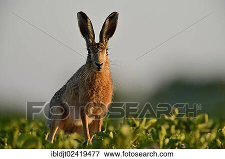 European Hare (Lepus europaeus), Norfolk, England, United Kingdom, Europe View Large Photo Image Stock Photo - European Hare (Lepus europaeus), Norfolk, England, United Kingdom, Europe. Fotosearch