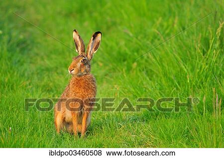 "European Hare (Lepus europaeus) sitting in the grass, alert, Lower Austria, Austria, Europe" View Large Photo Image Stock Photo - "European Hare (Lepus europaeus) sitting in the grass, alert, Lower Austria, Austria, Europe". Fotosearch