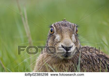 "European Hare (Lepus europaeus), adult, close-up of head, with ears held flat, Suffolk, England, United Kingdom, Europe" View Large Photo Image Stock Photo - "European Hare (Lepus europaeus), adult, close-up of head, with ears held flat, Suffolk, England, United Kingdom, Europe". Fotosearch