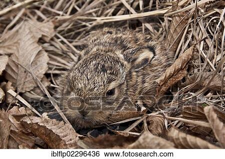 "European Hare (Lepus europaeus), leveret, about 10 days" View Large Photo Image Stock Photograph - "European Hare (Lepus europaeus), leveret, about 10 days". Fotosearch