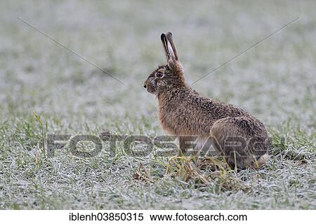 "European Hare (Lepus europaeus), Emsland region, Lower Saxony, Germany, Europe" View Large Photo Image Stock Photography - "European Hare (Lepus europaeus), Emsland region, Lower Saxony, Germany, Europe". Fotosearch