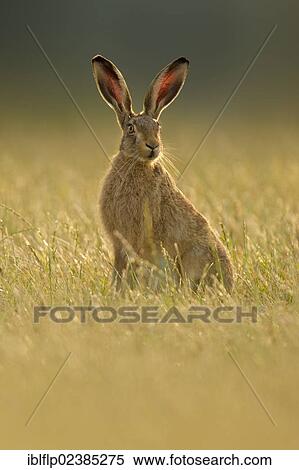 "European Hare (Lepus europaeus), adult, sitting on grass, Tamworth, Staffordshire, England, United Kingdom, Europe" View Large Photo Image Stock Photography - "European Hare (Lepus europaeus), adult, sitting on grass, Tamworth, Staffordshire, England, United Kingdom, Europe". Fotosearch