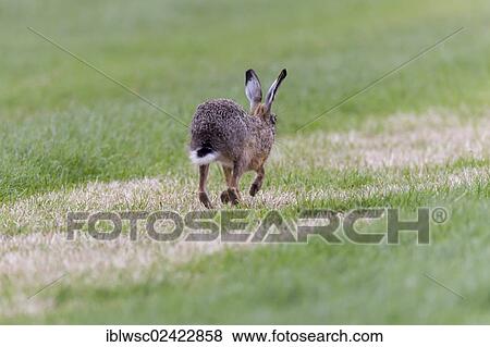 European Hare (Lepus europaeus), Texel, Holland, Netherlands, Europe View Large Photo Image Stock Photo - European Hare (Lepus europaeus), Texel, Holland, Netherlands, Europe. Fotosearch