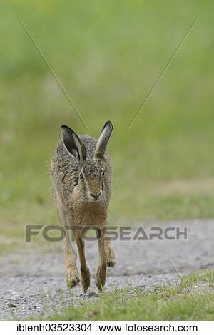 "European Hare or Brown Hare (Lepus europaeus), running, Niederlangen, Emsland, Lower Saxony, Germany, Europe" View Large Photo Image Picture - "European Hare or Brown Hare (Lepus europaeus), running, Niederlangen, Emsland, Lower Saxony, Germany, Europe". Fotosearch
