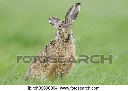 "European Hare or Brown Hare (Lepus europaeus), National Park Neusiedler See-Seewinkel, Burgenland, Austria, Europe" View Large Photo Image Picture - "European Hare or Brown Hare (Lepus europaeus), National Park Neusiedler See-Seewinkel, Burgenland, Austria, Europe". Fotosearch