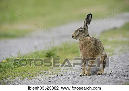 "European Hare or Brown Hare (Lepus europaeus), sitting, Niederlangen, Emsland, Lower Saxony, Germany, Europe" View Large Photo Image Stock Image - "European Hare or Brown Hare (Lepus europaeus), sitting, Niederlangen, Emsland, Lower Saxony, Germany, Europe". Fotosearch