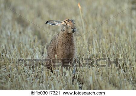 "European Hare or Brown Hare (Lepus europaeus), Offheim, Limburg an der Lahn, Hesse, Germany, Europe" View Large Photo Image Stock Image - "European Hare or Brown Hare (Lepus europaeus), Offheim, Limburg an der Lahn, Hesse, Germany, Europe". Fotosearch
