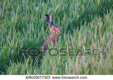"European Hare or Brown Hare (Lepus europaeus), Offheim, Limburg an der Lahn, Hesse, Germany, Europe" View Large Photo Image Stock Image - "European Hare or Brown Hare (Lepus europaeus), Offheim, Limburg an der Lahn, Hesse, Germany, Europe". Fotosearch