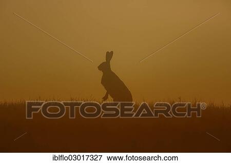 "European Hare or Brown Hare (Lepus europaeus), Offheim, Limburg an der Lahn, Hesse, Germany, Europe" View Large Photo Image Stock Photo - "European Hare or Brown Hare (Lepus europaeus), Offheim, Limburg an der Lahn, Hesse, Germany, Europe". Fotosearch