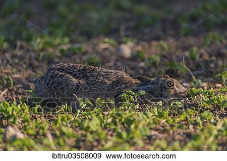 "European hare or Brown hare (Lepus europaeus), Burgenland, Austria, Europe" View Large Photo Image Stock Photo - "European hare or Brown hare (Lepus europaeus), Burgenland, Austria, Europe". Fotosearch