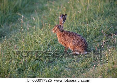 "European Hare or Brown Hare (Lepus europaeus), Offheim, Limburg an der Lahn, Hesse, Germany, Europe" View Large Photo Image Stock Photography - "European Hare or Brown Hare (Lepus europaeus), Offheim, Limburg an der Lahn, Hesse, Germany, Europe". Fotosearch