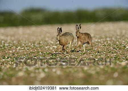European Hares (Lepus europaeus), buck chasing a doe, Norfolk, England, United Kingdom, Europe View Large Photo Image Stock Image - European Hares (Lepus europaeus), buck chasing a doe, Norfolk, England, United Kingdom, Europe. Fotosearch