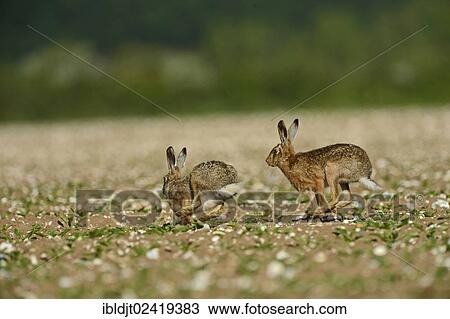 European Hares (Lepus europaeus), buck chasing a doe, Norfolk, England, United Kingdom, Europe View Large Photo Image Stock Image - European Hares (Lepus europaeus), buck chasing a doe, Norfolk, England, United Kingdom, Europe. Fotosearch