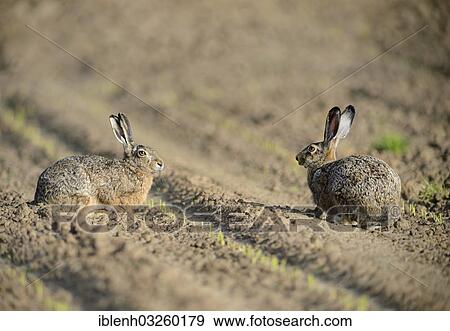 "European Hares (Lepus europaeus), near Haren, Emsland, Lower Saxony, Germany, Europe" View Large Photo Image Stock Photo - "European Hares (Lepus europaeus), near Haren, Emsland, Lower Saxony, Germany, Europe". Fotosearch