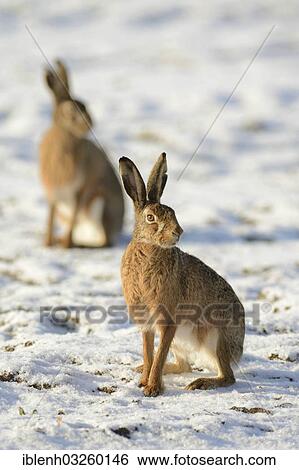 "European Hares (Lepus europaeus), near Haren, Emsland, Lower Saxony, Germany, Europe" View Large Photo Image Stock Photograph - "European Hares (Lepus europaeus), near Haren, Emsland, Lower Saxony, Germany, Europe". Fotosearch