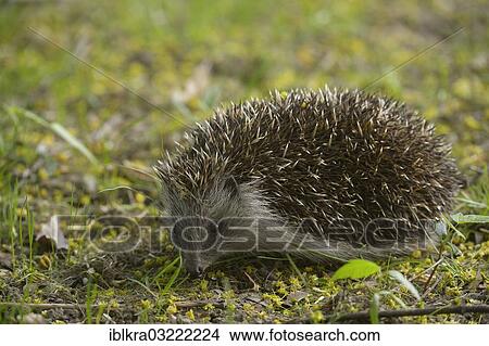 Picture - "European Hedgehog (Erinaceus europaeus), Vienna State, Austria, Europe". Fotosearch