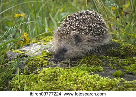 "European hedgehog (Erinaceus europaeus), Tyrol, Austria, Europe" View Large Photo Image Picture - "European hedgehog (Erinaceus europaeus), Tyrol, Austria, Europe". Fotosearch